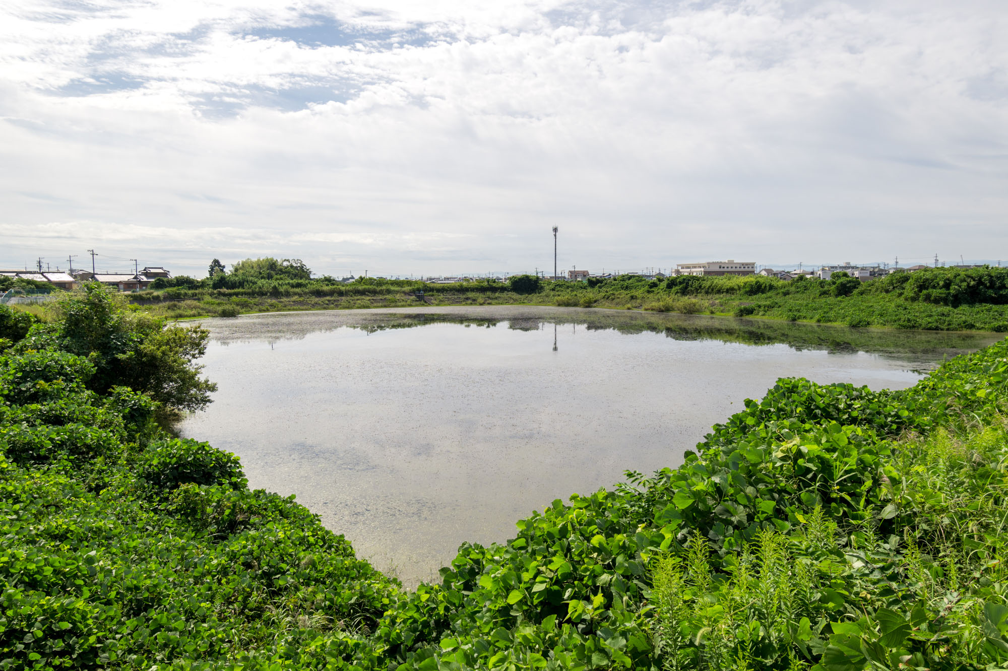 野村町 寺家池 2