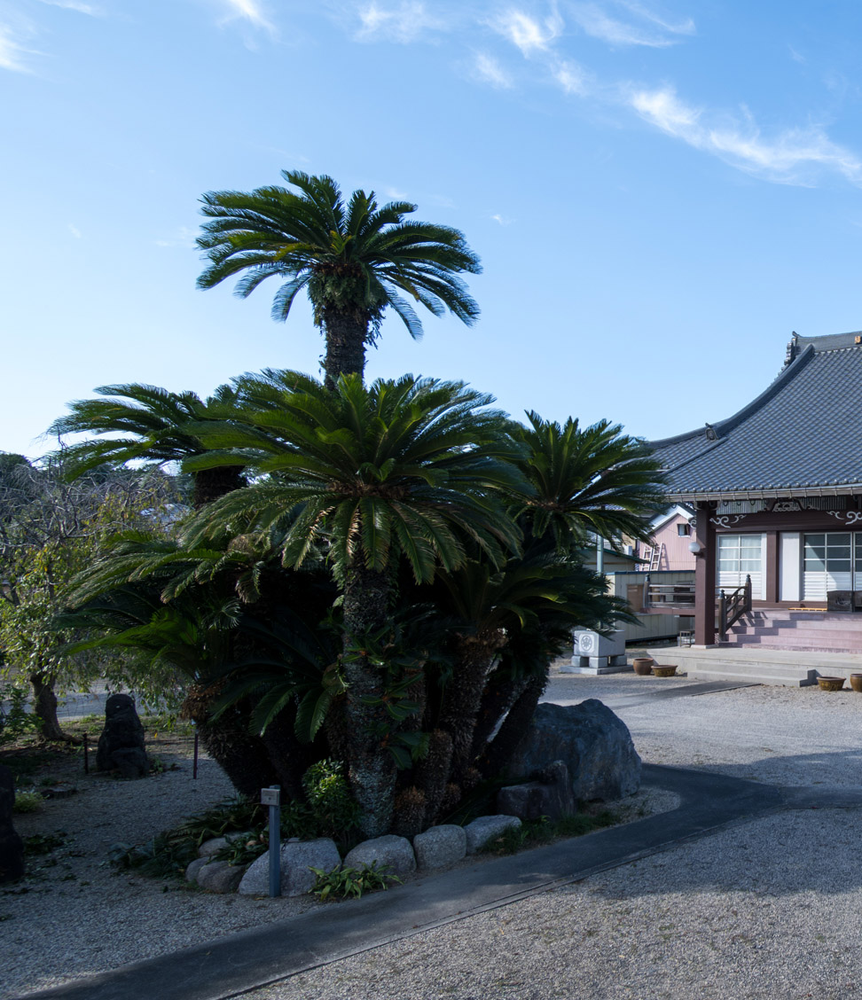 画像 神宮寺の蘇轍タテ型画像