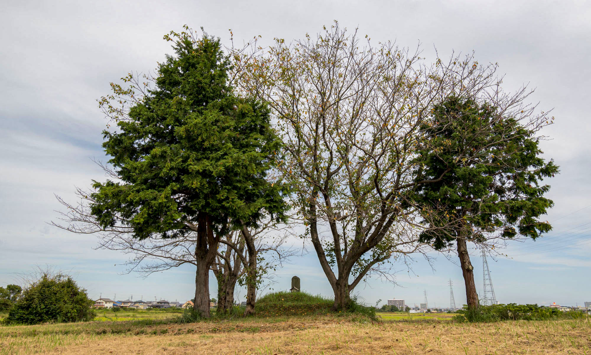  花の木さん  イメージ